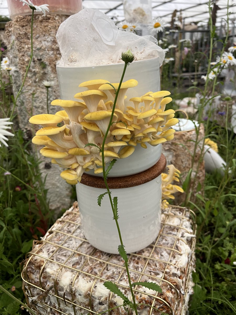 Sienna Hosta tweet media