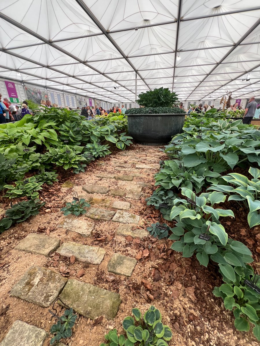 Sienna Hosta tweet media