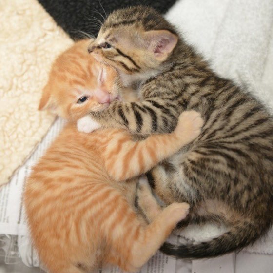 cutemycatmemory's tweet image. 😽