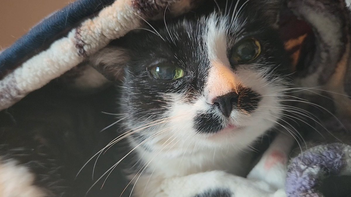 zetseer's tweet photo. sweet dreams my old man, thank you for spending all 19 years of your life with me. you were my entire world https://t.co/gxijwlMxML
