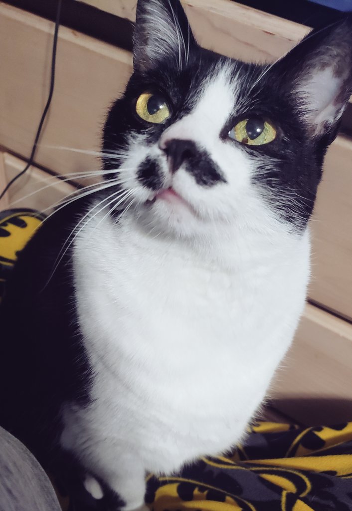 zetseer's tweet photo. sweet dreams my old man, thank you for spending all 19 years of your life with me. you were my entire world https://t.co/gxijwlMxML