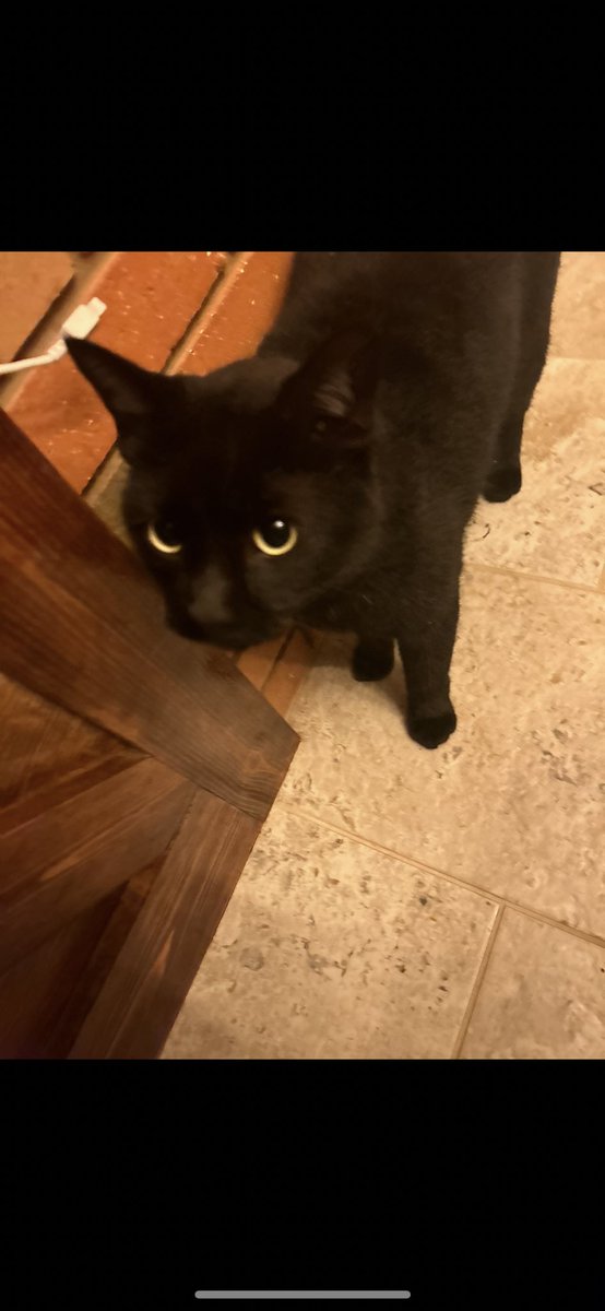Gm to everyone

It’s raining hard af in Texas today and my quant is not happy so he’s inside. He will resume his hunting soon.  Be safe boys.