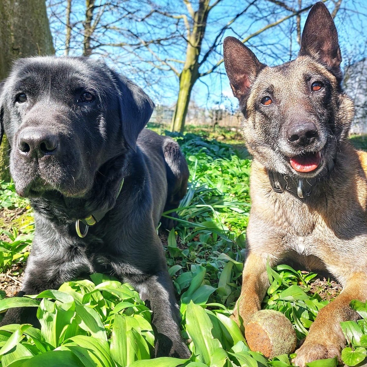 Happy retirement to PD Skye 🐕

Skye has had a successful career with us as a General Purpose and Firearms Support Dog.

We wish her a long and happy retirement.