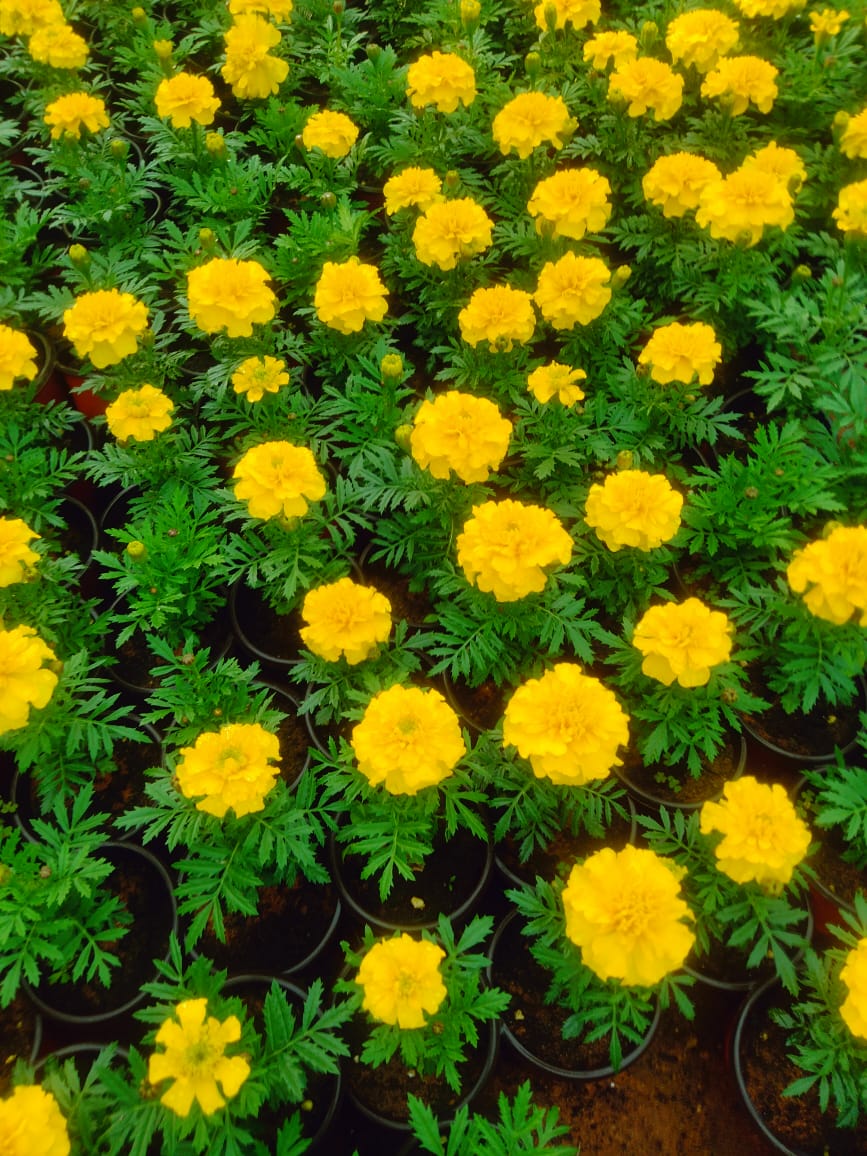 تنسيق حدائق وشلالات ونوافير والديكورات حجرة وتركيب وتوريد جميع انواع العشب الطبيعي والصناعي والمظلات وتركيب وتوريد جميع انواع العشب 0502801716