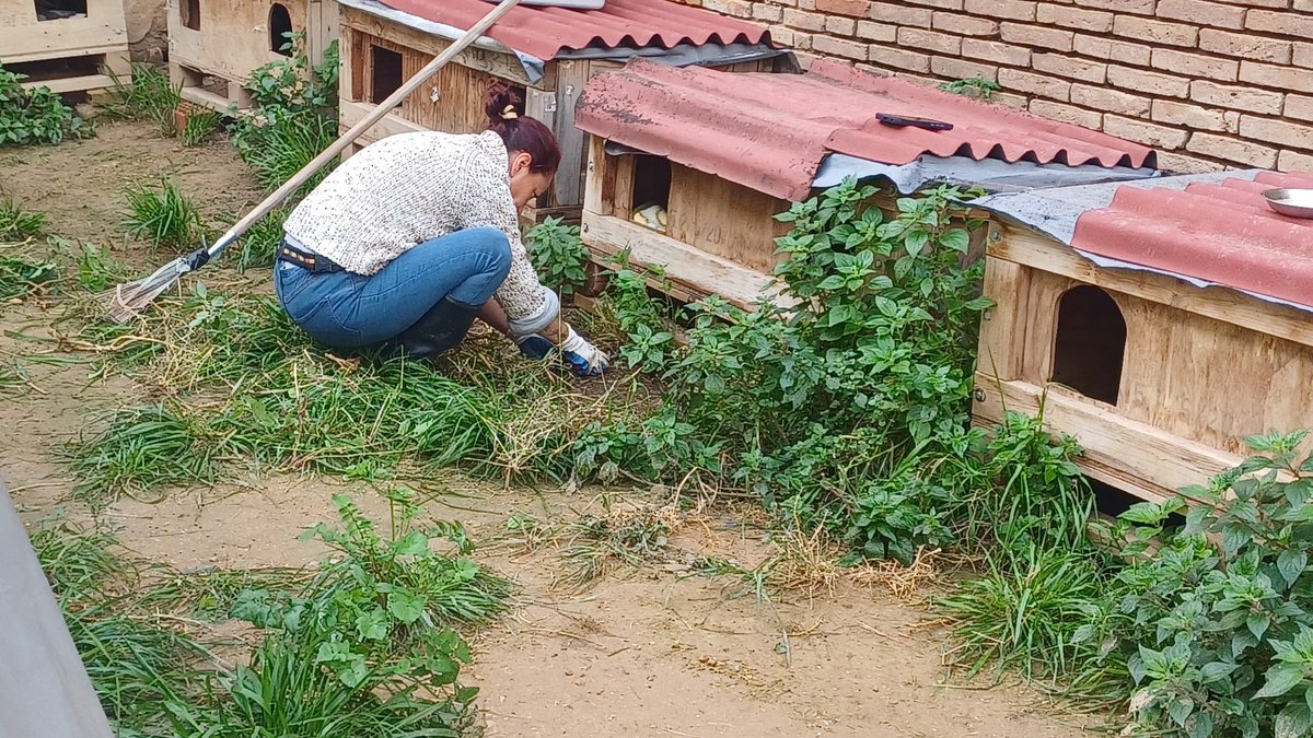 ColoniaGats's tweet photo. Aprovechamos el buen tiempo que está haciendo estos días para reparar y limpiar @ColoniaGats 
Maxi y Valentina se han encargado de quitar los toldos, rotos por el aire, y a Silvia...que la vamos a nombrar jardinera de la colonia. Están arreglándola con gran esfuerzo. Gracias https://t.co/CyFX9hLX5U