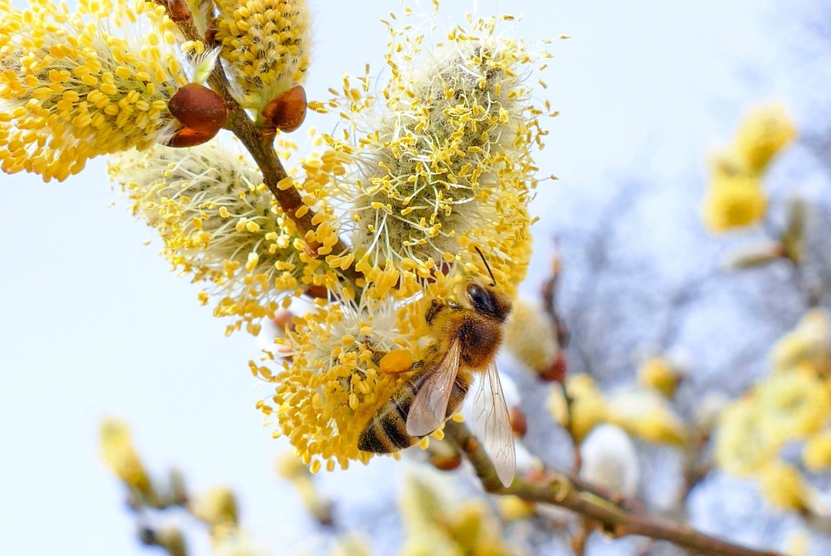 #WildlifeWednesday: The early spring catkins of the #GoatWillow (Salix caprea) are a lifeline for hungry pollinators! 🐝

This native tree species is ideal for riparian planting as its roots help stabilise riverbanks and prevent erosion 🌱

📸 pwmotion