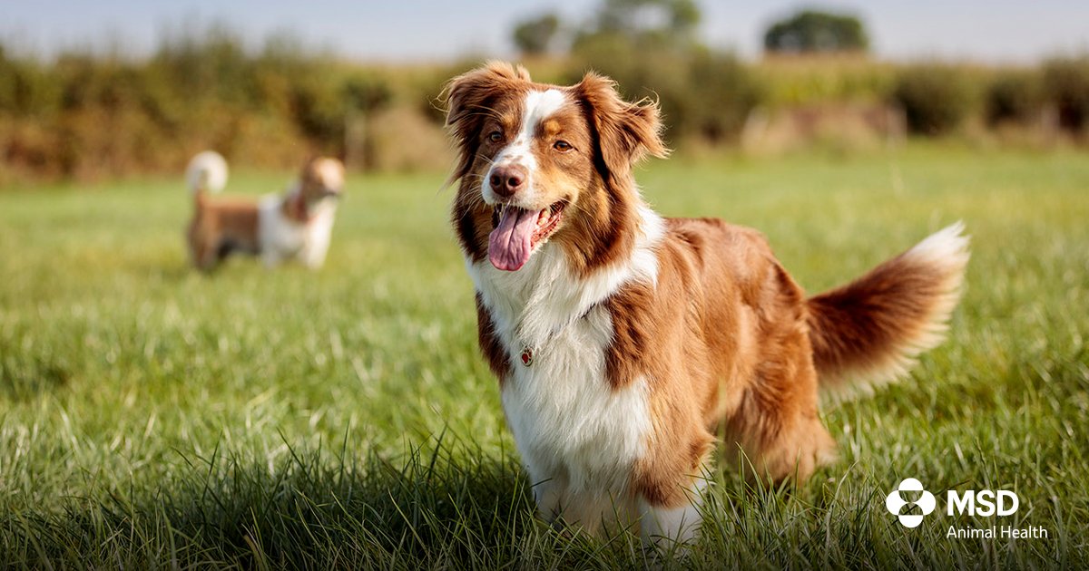 Today, we announced that S&amp;P Global Animal Health awarded our year-long flea &amp; tick solution the Best New Companion Animal product. We remain committed to providing customers with innovative solutions that shape the future of animal health. Read more: bit.ly/4b175cU
