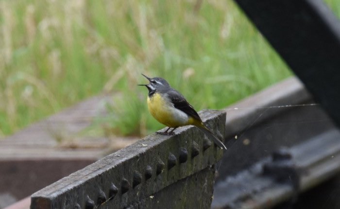Vanavond organiseren wij weer een Anderhalf (Nat)uurtje.
Onderwerpen:
1. Vechterweerd 2. Vogels uit de oude doos 3. Myxomyceten 4. Rocky Mountains.
We beginnen om 19.30 in De Nooterhof en stoppen om 21.00. Zin om dit mee te maken? Kom dan en neem gasten mee! 
#zwolle 
#knnv