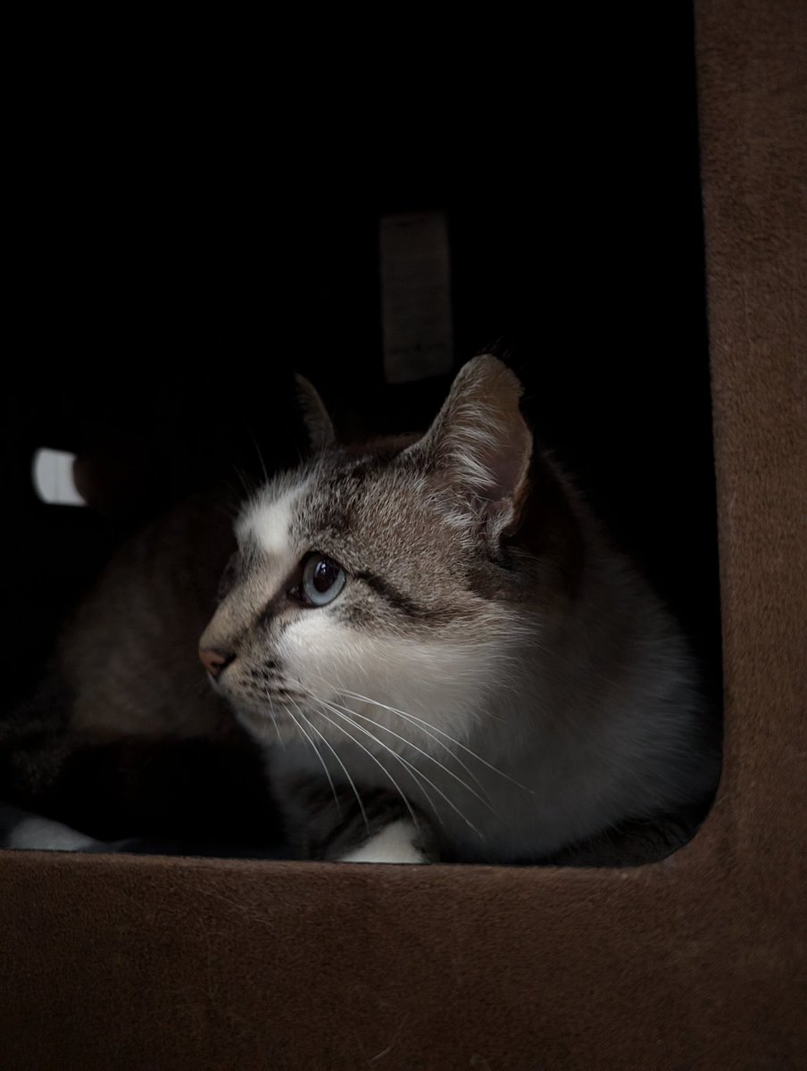 Sabemos que no será fácil, él también lo sabe, pero ahí vamos a intentar encontrar a una buena persona! 

Este gatito se llama Nico, tiene sobre 2/3 años y fue abandonado en una colonia, allí sobrevivió unos 2 años. Se hizo muy amigo de sus alimentadoras y de la gente que solía