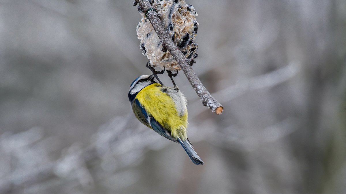 UnityLine's tweet image. 🌿Ogólnopolski Dzień Dokarmiania Zwierzyny Leśnej! W Unity Line dokarmiamy ptaki zimą niesolonymi ziarnami i nasionami.🐦
🦌National Wildlife Feeding Day! At Unity Line, we nourish birds with unsalted grains and seeds. Join us in caring beyond the seas!🐦
#UnityLine #Wildlife