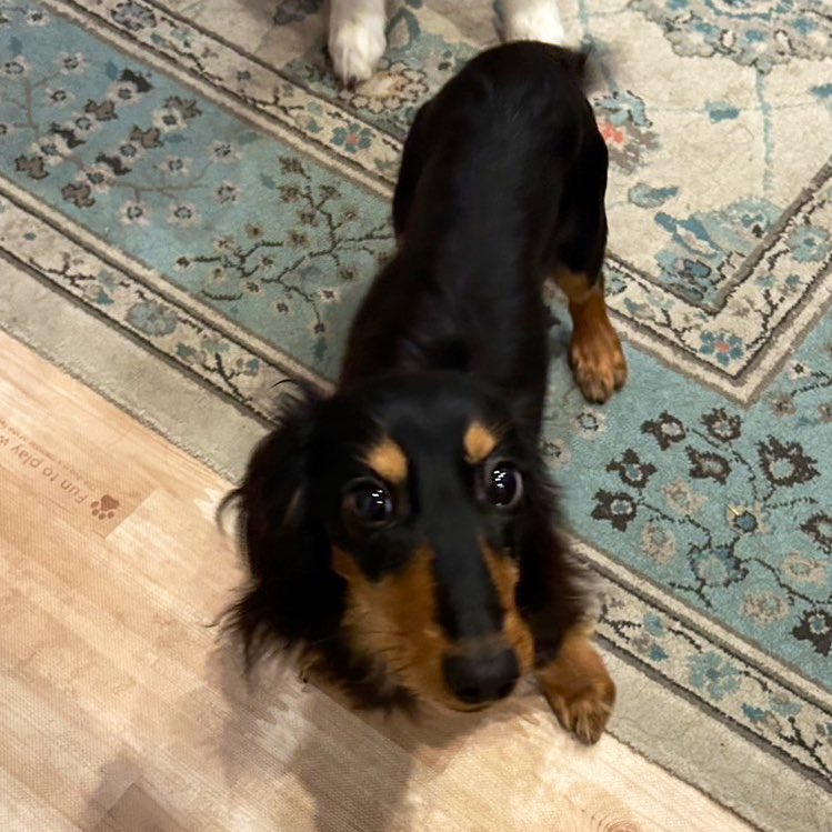 nanami_ijima's tweet photo. 飼育放棄で痩せ細った状態で保護されたカヌレくん（仮）。保護主さんの尽力で回復し、里親募集中です！

まだ9ヶ月の男の子。これから沢山幸せを知っていく時期です🥲もしワンちゃんのお迎え検討されている方いたら、詳細お繋ぎするのでご連絡ください🤝

※面識ある方の直接ご連絡orご紹介に限ります https://t.co/6fgui78sKq