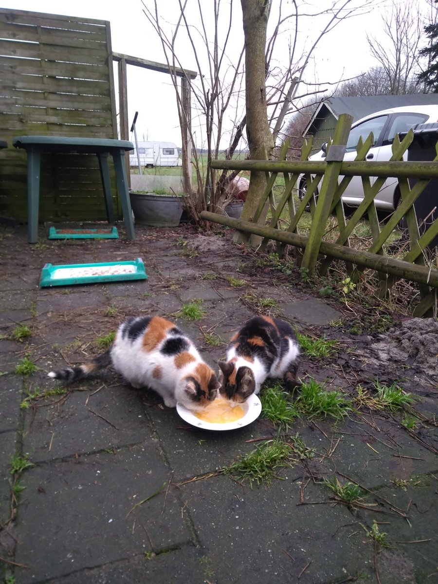 Wegens overlijden eigenaar zoeken 7 boerderijkatten een nieuwe vrije plek om te leven. Wie heeft plek voor wat vrijbuiters 😽😽😽😽😽😽😽? 
ikzoekbaas.dierenbescherming.nl/asieldier/katt…