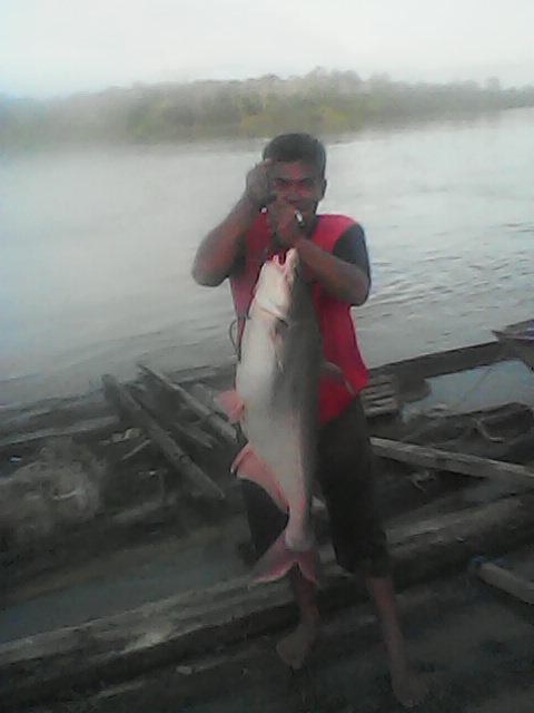KIrawatie's tweet photo. Selasa (11/02), Kristiance Irawatie, S. Pi Luhkan Kab. Katingan di KUB Bawin Permai Desa Tumbang Tungku melaporkan hasil tangkapan ikan Patin sebanyak 15,8kg alat tangkap Rawai/ Banjur harga Rp. 120.000/ kg
#GiatLuhkanSatminkalGONDOL 
#Katingan 
#Tangkap https://t.co/cRVkPsJTQS
