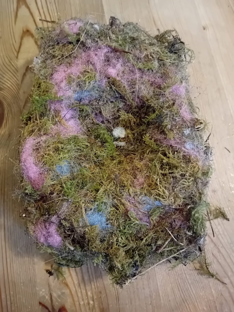 Cleaned out one of the old nesting boxes and found this iridescent nest. Room for another now and can already see the birds fighting over it.