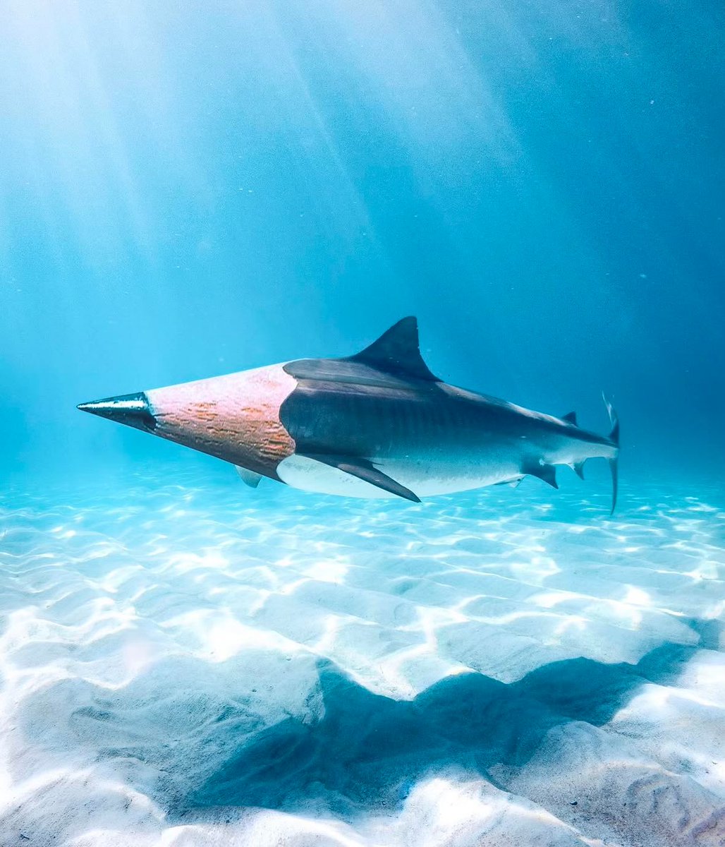 ronnaldong's tweet image. gm. “PENCIL SHARK-NER”