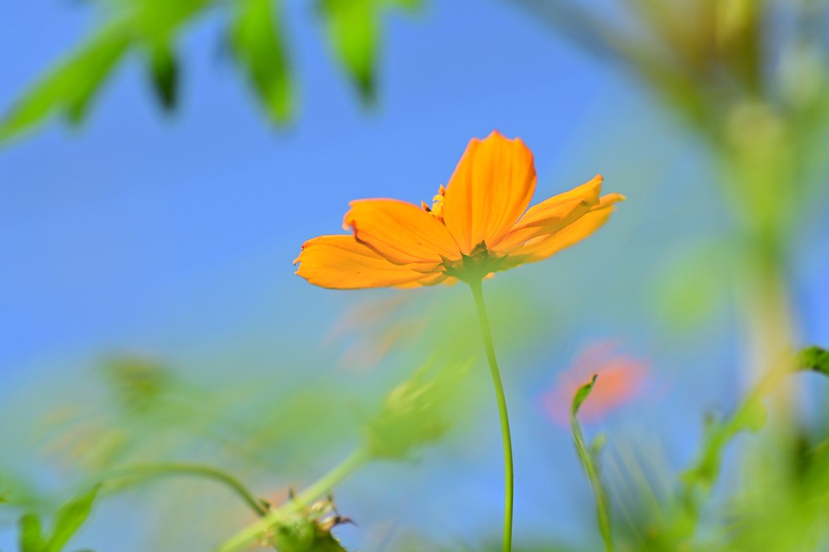 SoraPecco31's tweet photo. Imagine your breath.

きみは
あおい
そらが
すき

きいろい
はなの
かおりが
すき

ちょっとにがめの
チョコレートが
すき

ココアは
あまいほうが
すき

やわらかな風に

きみの
呼吸を想像する

#photopoem #poegraph #poem #ポエグラフ #詩 #ポエってます #きばなコスモス #Cosmossulphureus https://t.co/3gQUlya8j6