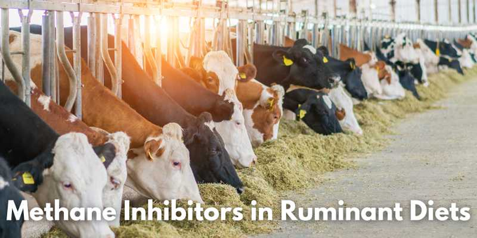Farm Carbon Toolkit (@farmco2toolkit) on Twitter photo FCT's Tim Dart looks at various supplements available for ruminant diets that are known to impact #methane emissions, including their mode of action—and their limitations.👇
farmcarbontoolkit.org.uk/2025/01/28/met…
#Bovaer #GHGemissions #teamdairy #farmcarbon <a href="/hayneoak/">Liz Bowles</a> FCT's Tim Dart looks at various supplements available for ruminant diets that are known to impact #methane emissions, including their mode of action—and their limitations.👇
farmcarbontoolkit.org.uk/2025/01/28/met…
#Bovaer #GHGemissions #teamdairy #farmcarbon <a href="/hayneoak/">Liz Bowles</a>