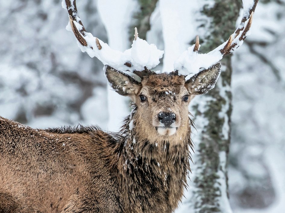 A first for Common Ground on deer management
as Upper Deeside &amp; Donside Land Management Group signs up to Common Ground Accord. Photo: Steven Rennie #commongroundforum Full story here tinyurl.com/mrxfn6py