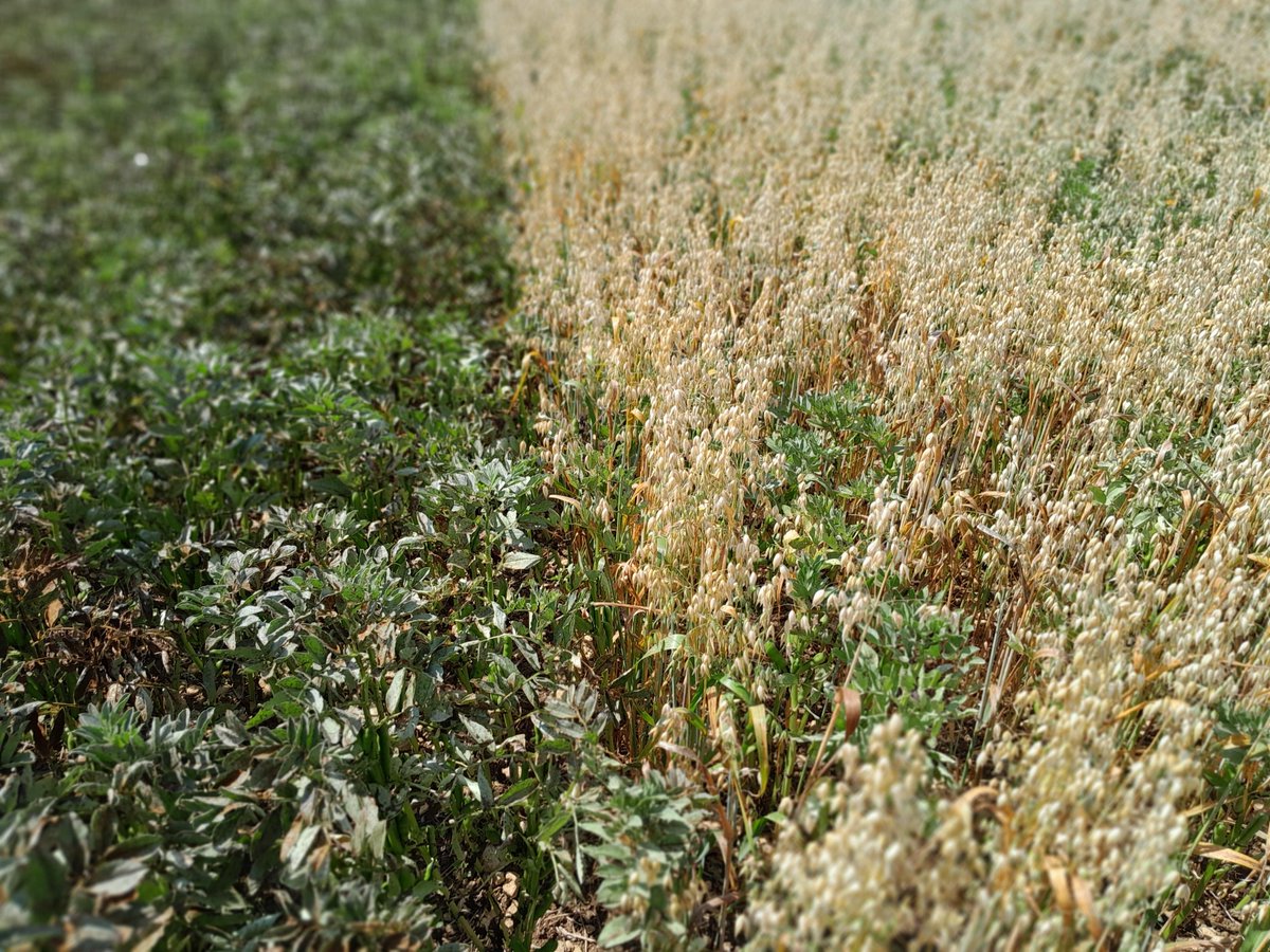 Innovative Farmers (@ifarmers) on Twitter photo A key barrier to the uptake of intercropping is a lack of knowledge about its agronomy.
Join this webinar on Monday 3 March to hear from experts on the topic, plus discover the latest insights from the <a href="/Leguminose_EU/">LEGUMINOSE Project</a> #intercropping field lab 👇
eventbrite.co.uk/e/understandin… A key barrier to the uptake of intercropping is a lack of knowledge about its agronomy.
Join this webinar on Monday 3 March to hear from experts on the topic, plus discover the latest insights from the <a href="/Leguminose_EU/">LEGUMINOSE Project</a> #intercropping field lab 👇
eventbrite.co.uk/e/understandin…