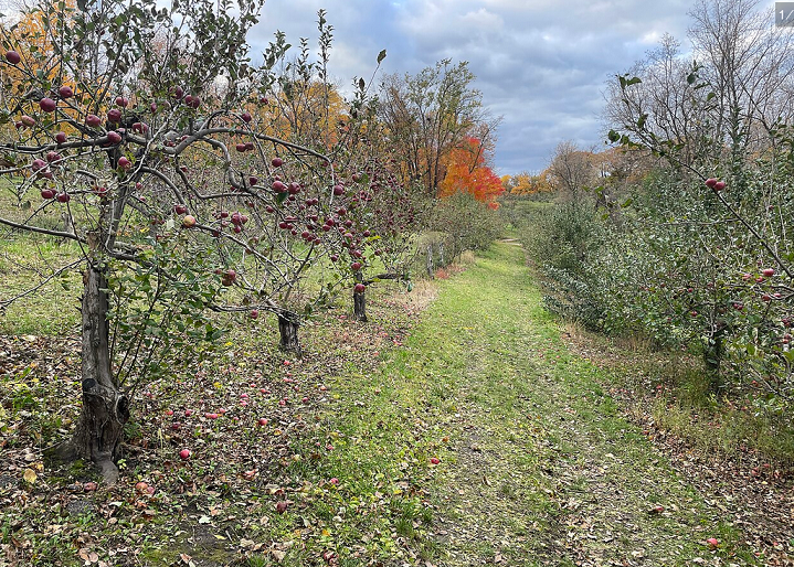 Y Geiriadur tweet media