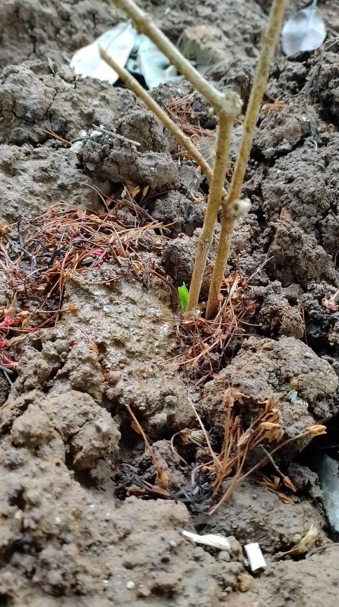 Abay Subagja tweet media