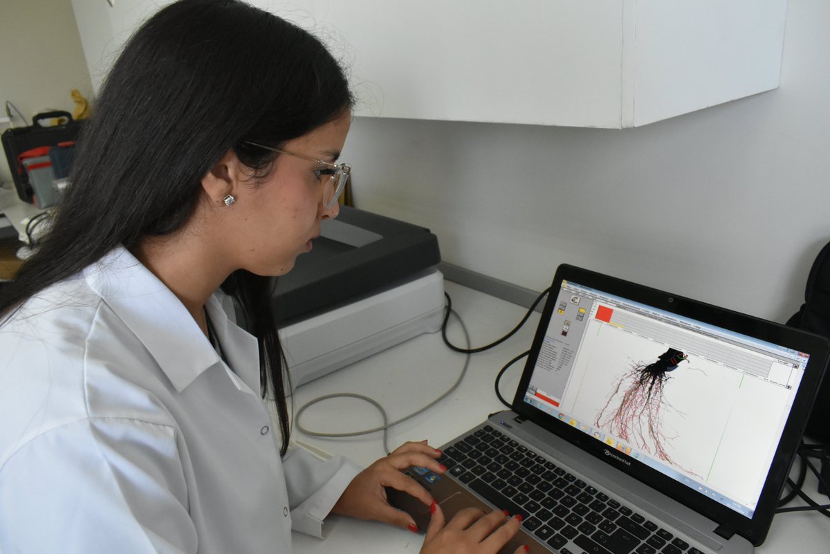 ZDagdad's tweet image. 🌱🔬 Celebrating #InternationalWomensDay by honoring the incredible women in science! From my side, I’m proud to contribute with my work in root phenotyping, helping to improve crop resilience for a sustainable future. 💪🌍
@Root2Res
@ICARDA
@CGIAR
