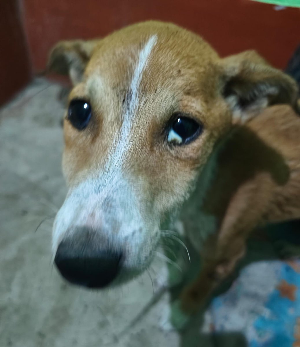 🚨 URGENT: Need Help to Save Two Rescued Puppies 🆘🐶

A few months ago, I rescued two puppies near my PG in Haldia, West Bengal. Recently, one of them stopped eating and has been vomiting since Feb 8. Today, the second one also started vomiting and refused food.

(1/4)