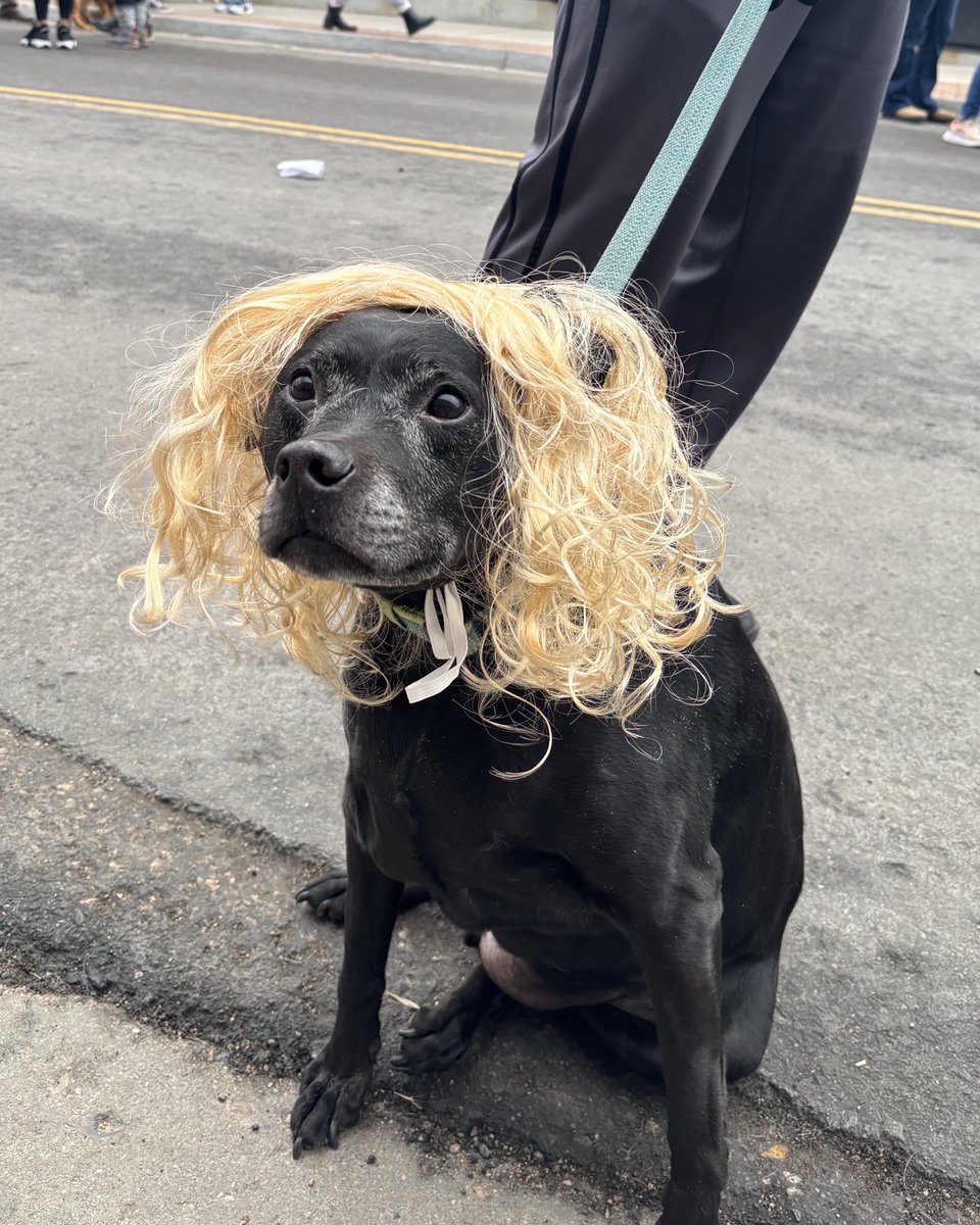 dog_rates's tweet image. This is Bear. He disguised himself and snuck into a golden retriever gathering. Safe to say no one suspected a thing. 13/10