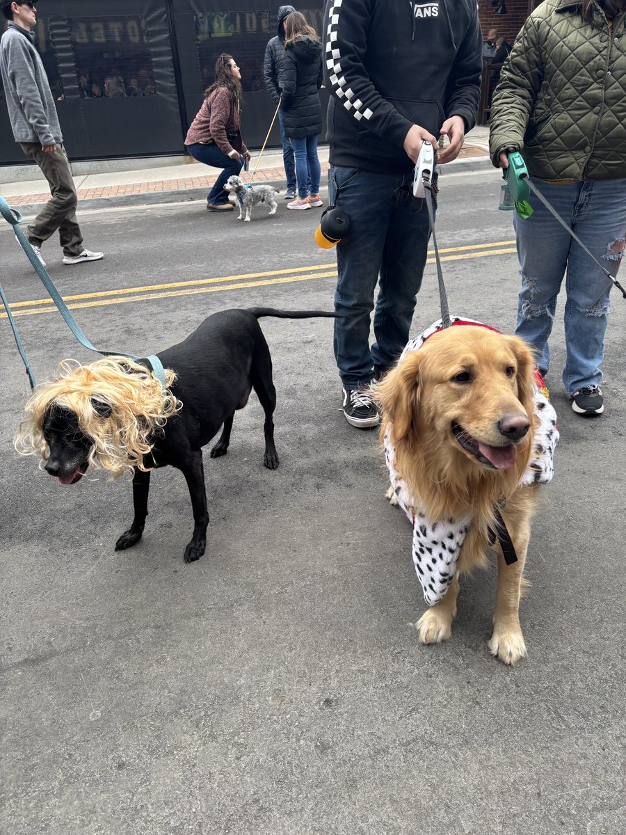 dog_rates's tweet image. This is Bear. He disguised himself and snuck into a golden retriever gathering. Safe to say no one suspected a thing. 13/10