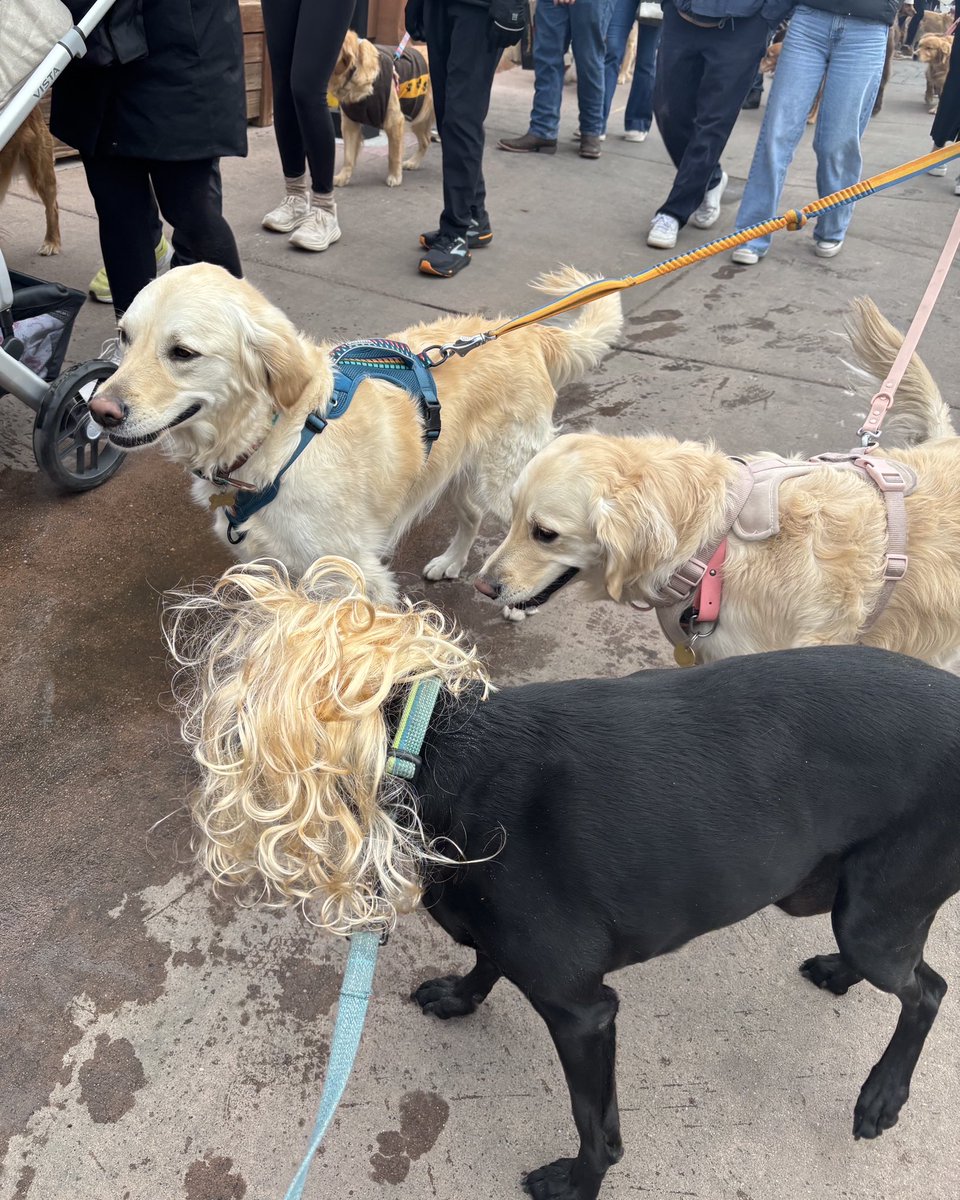 dog_rates's tweet image. This is Bear. He disguised himself and snuck into a golden retriever gathering. Safe to say no one suspected a thing. 13/10