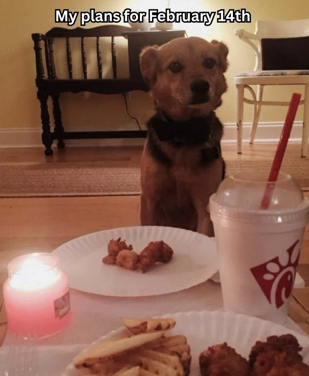 dogsauceco's tweet photo. The best plan.
#dogsauce #fiberfordogs #dogs #funny #mealtopper #trending #bonebrothfordogs #memes https://t.co/GXPr9ELvOI