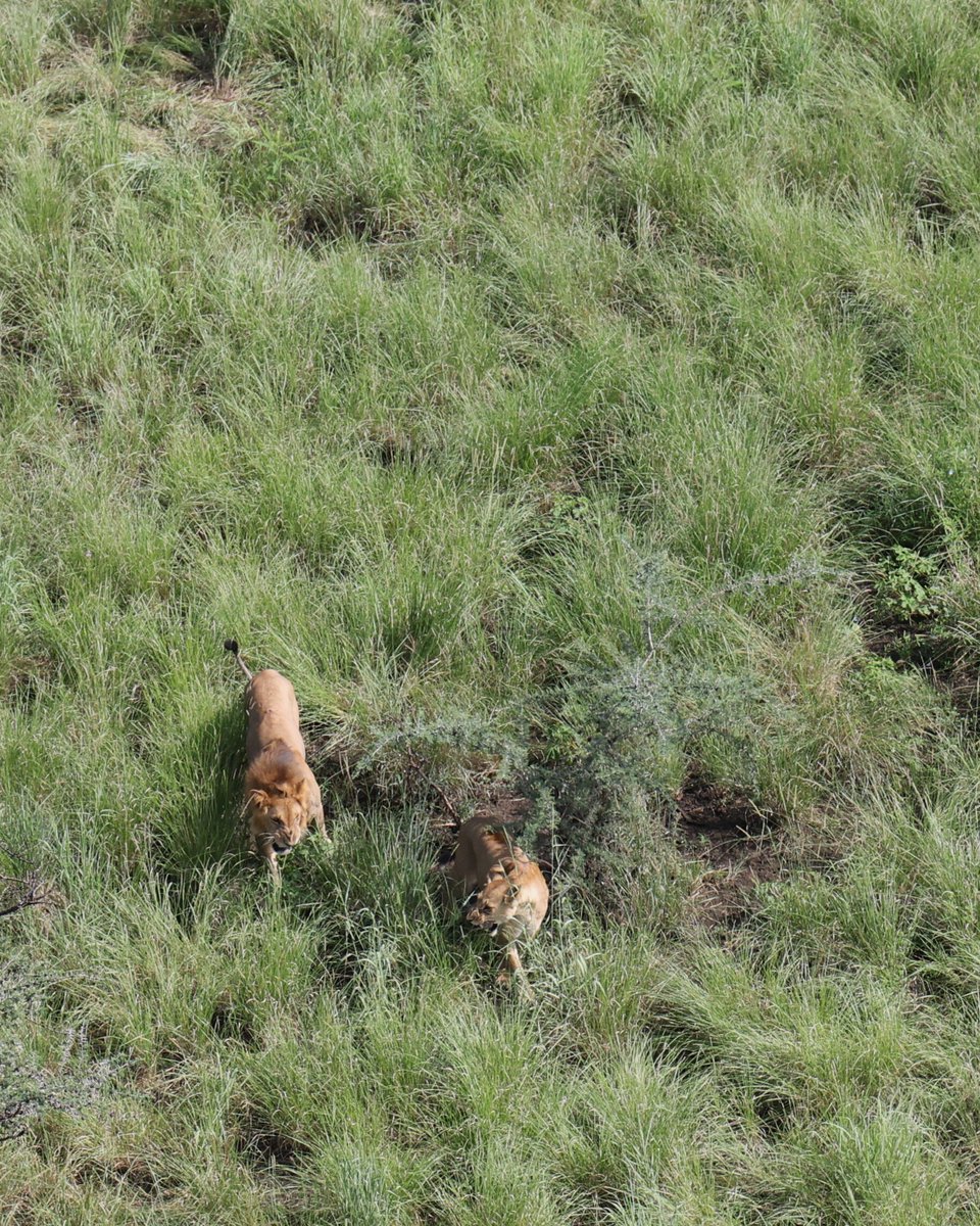 Lion Recovery Fund tweet media