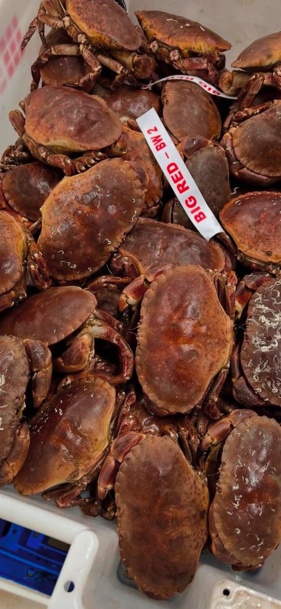 King Neptune'sFishCo tweet media