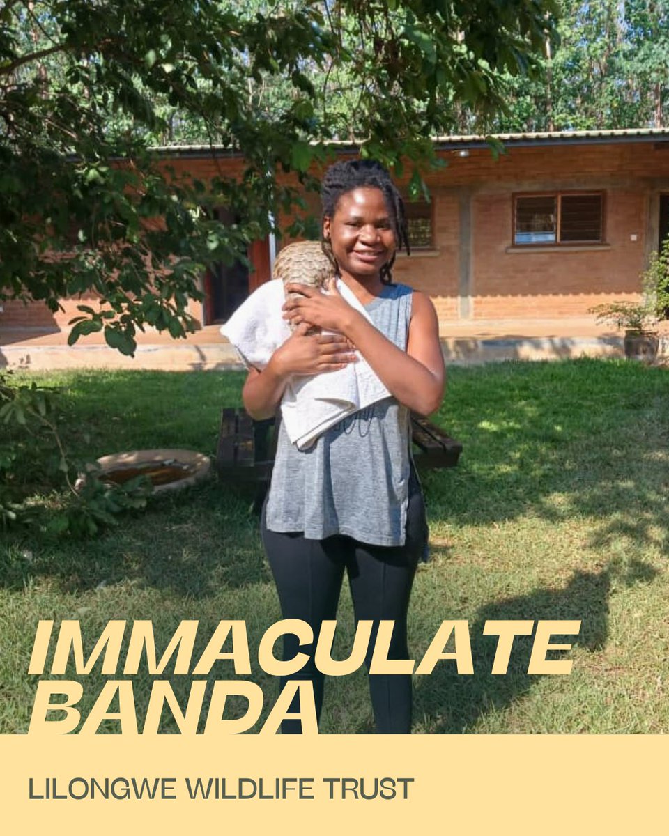 It was love at first sight for Immaculate Banda. She found her calling in pangolin rehabilitation. What drives her most is the profound bond formed with these remarkable creatures, along with deep gratitude to the donors whose support makes this vital conservation work possible💚