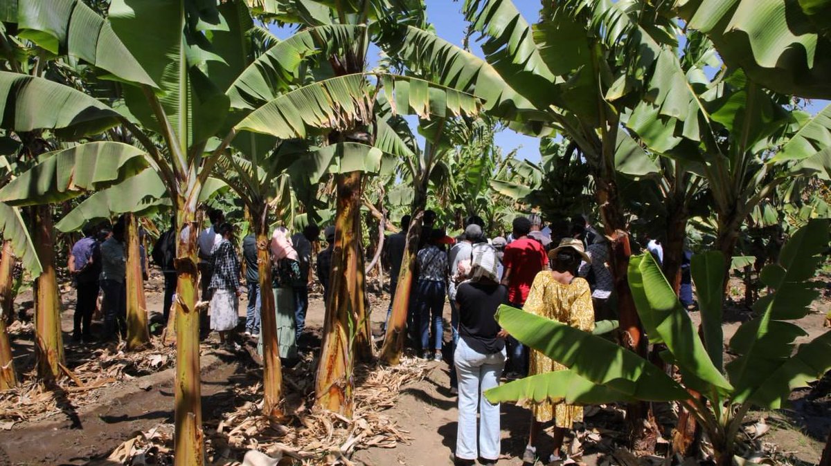 Ethiopian Institute of Agricultural Research (@eiarprgov) on Twitter photo "በማዕከሉ የላቀ የፍራፍሬ አመራረትና ልማት ስልጠና ተሰጠ"
********************************************************
የኢትዮጵያ የግብርና ምርምር ኢንሰቲትዩት
/ጥር 28 ቀን 2017 ዓ.ም./መልካሣ "በማዕከሉ የላቀ የፍራፍሬ አመራረትና ልማት ስልጠና ተሰጠ"
********************************************************
የኢትዮጵያ የግብርና ምርምር ኢንሰቲትዩት
/ጥር 28 ቀን 2017 ዓ.ም./መልካሣ