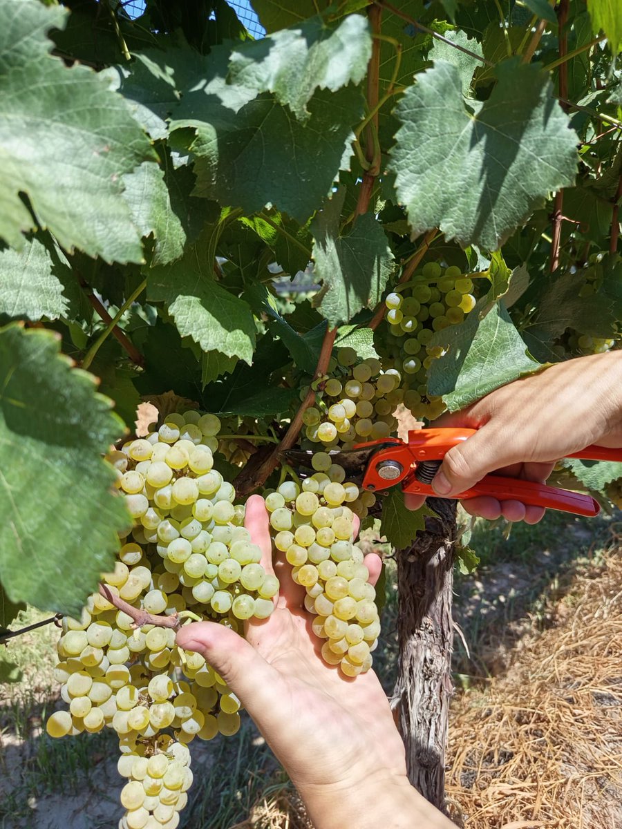 Damos inicio a la cosecha de las primeras uvas de esta temporada, marcando el comienzo de un nuevo capítulo lleno de pasión y dedicación.
---
We begin the harvest of the first grapes of this season, marking the start of a new chapter full of passion and dedication.