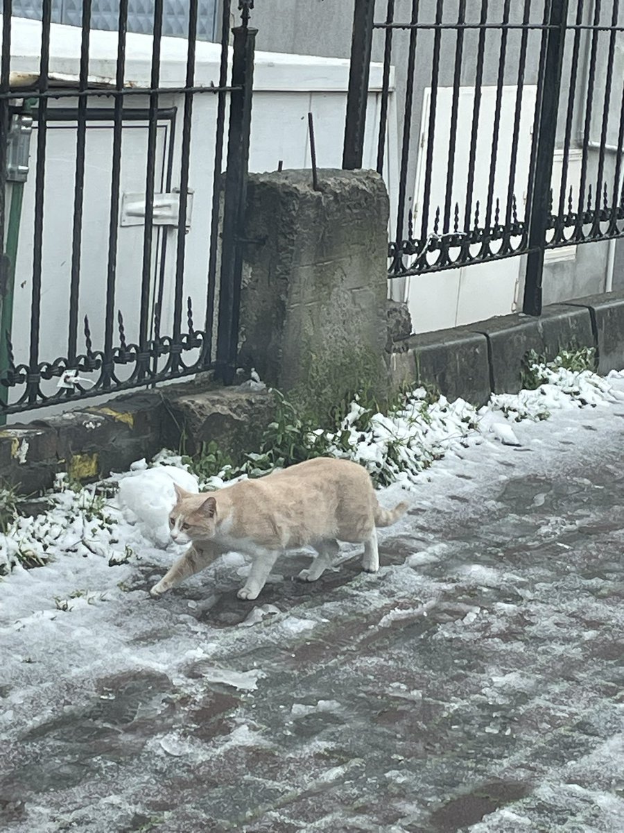 Karla yeni tanışanlar