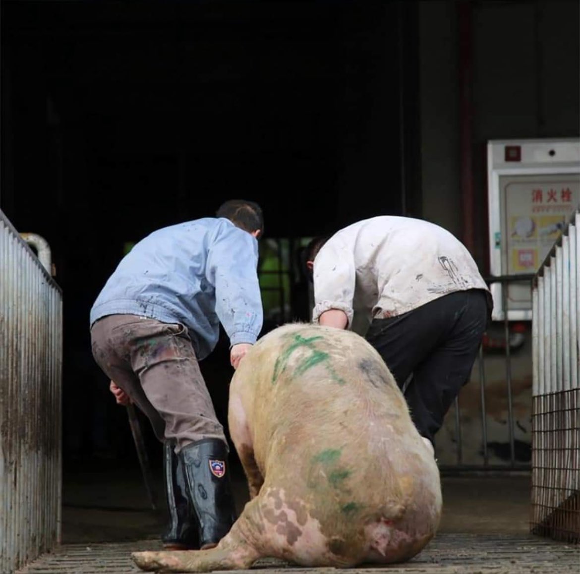 Those TV commercials showing animals singing and dancing as they enter the slaughterhouse… yeah… that never happens in real life. In real life, animals fight for their lives until their last breath.