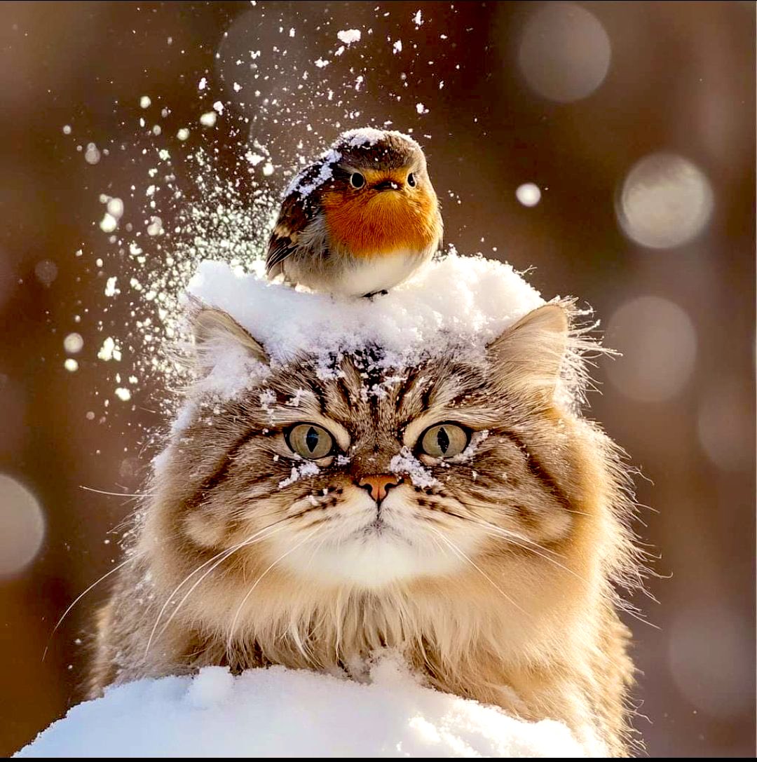 Kışınız mübarek olsun 😇❄️💦💧☃️⛄️☔️❄️