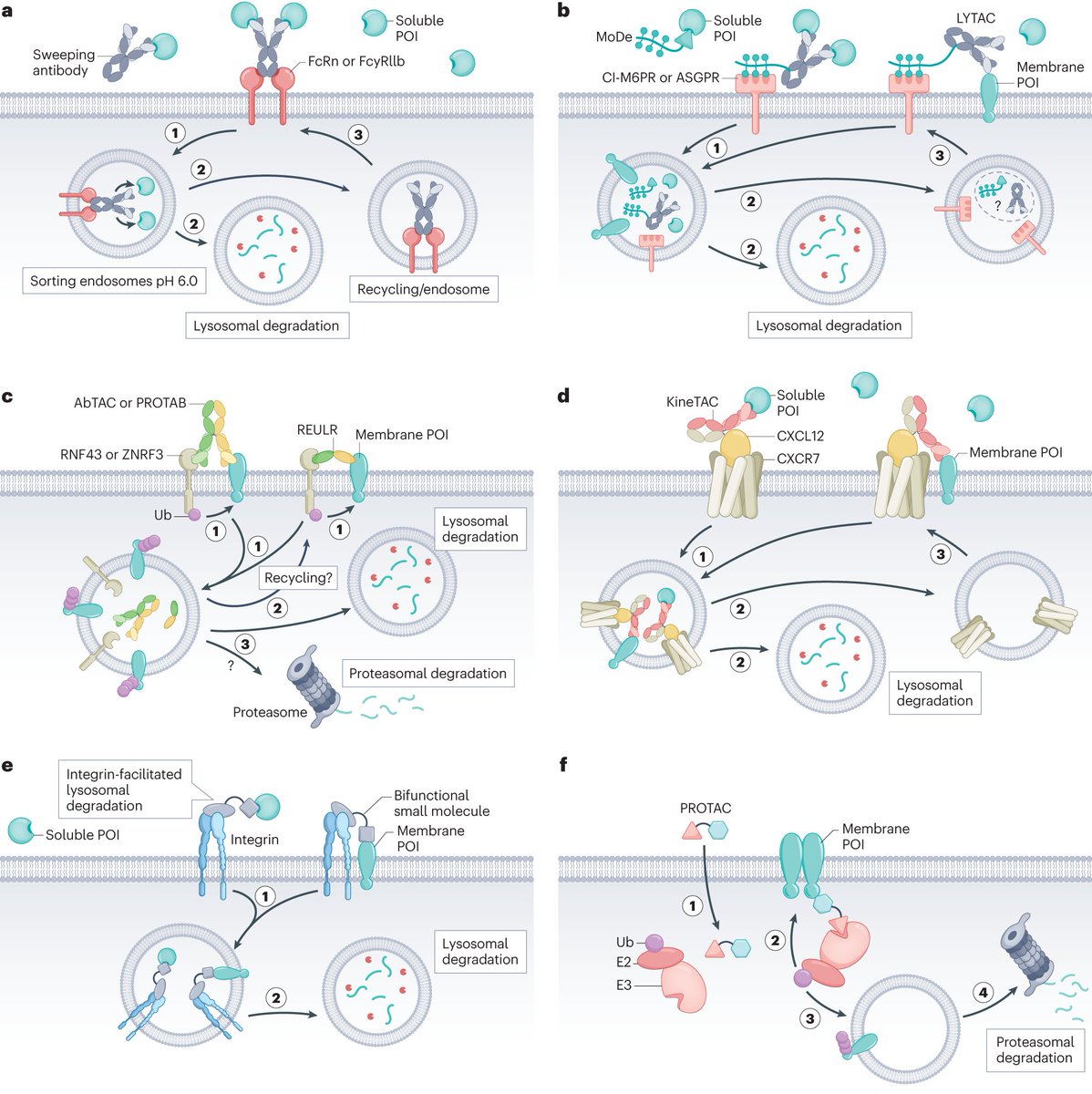For readers interested in extracellular targeted protein degradation, here's a comprehensive review of the various strategies that are being explored 
tinyurl.com/3sef94dx
rdcu.be/d9twH