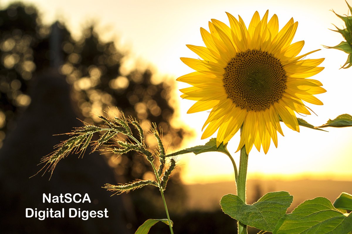 The February edition of Digital Digest is out now! natsca.blog/2025/02/13/nat…