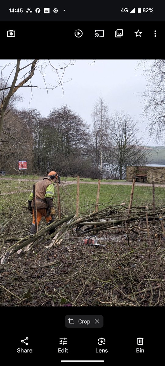 Over at #thryberghcountrypark today assisting Jasper the hedge layer removing brash that's been cut out of the hedge prior to laying. 
#hedgelaying
