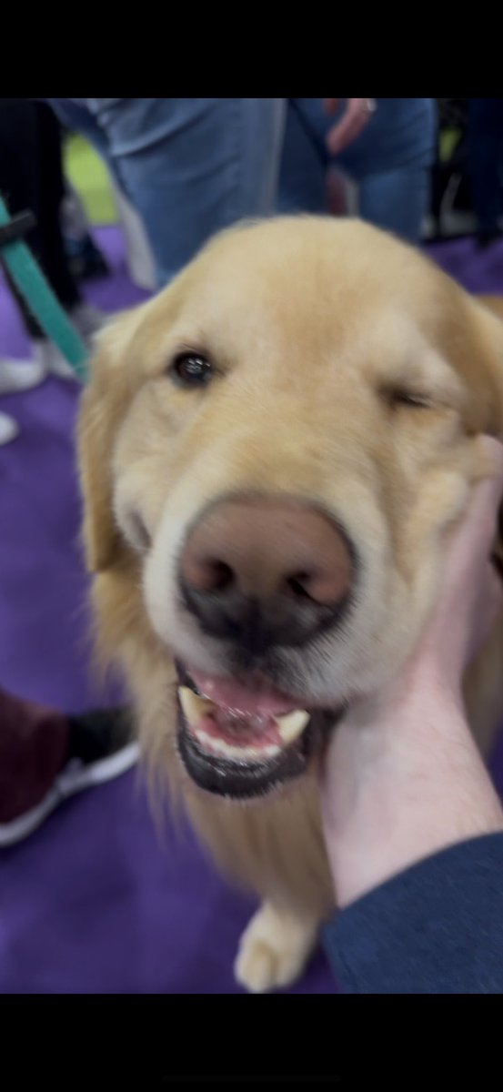 rodger's tweet image. AT WESTMINSTER BEFRIENDING BREEDS OF DOG YOU NEVER EVEN HEARD OF