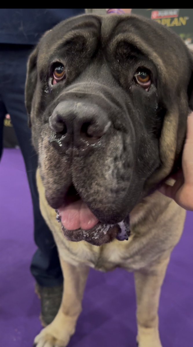 rodger's tweet image. AT WESTMINSTER BEFRIENDING BREEDS OF DOG YOU NEVER EVEN HEARD OF