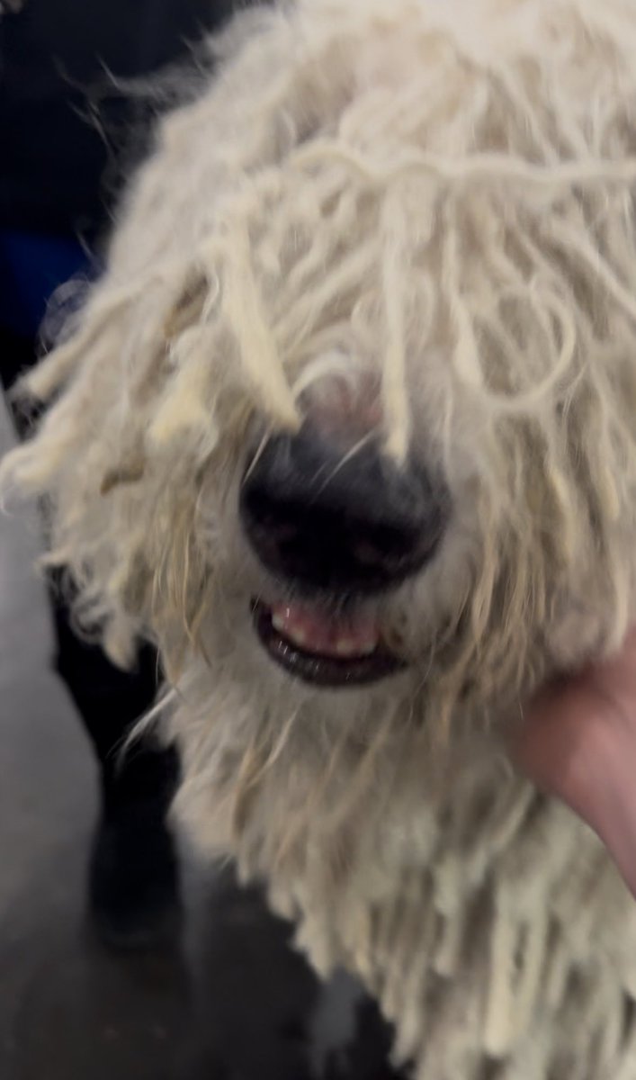 rodger's tweet image. AT WESTMINSTER BEFRIENDING BREEDS OF DOG YOU NEVER EVEN HEARD OF