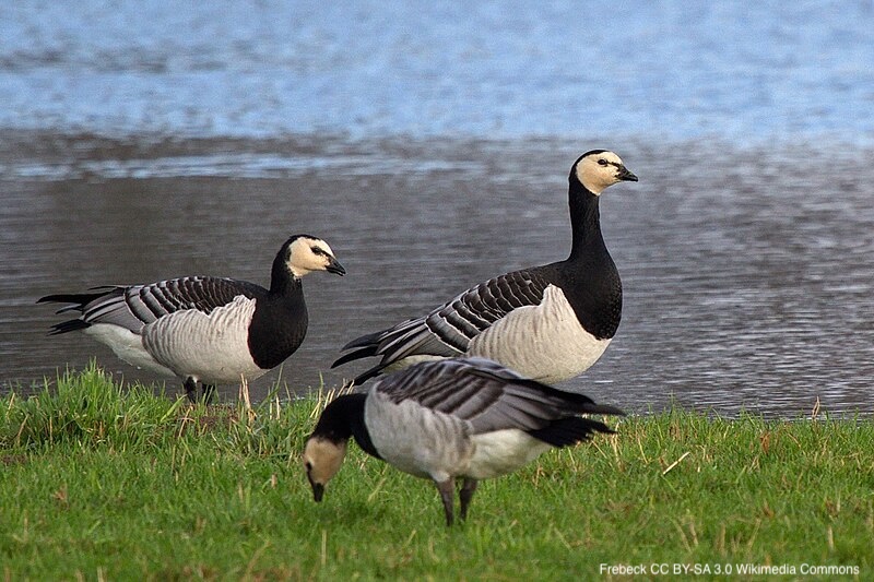 Impacts of highly pathogenic avian influenza (HPAI) on a Barnacle Goose Branta leucopsis population wintering on the Solway Firth, UK | tandfonline.com/doi/full/10.10… | Bird Study | #ornithology