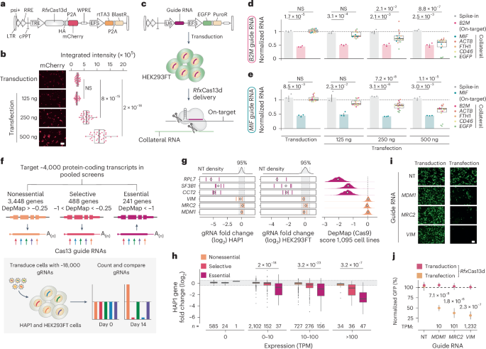 Precise RNA targeting with CRISPR–Cas13d go.nature.com/4gEn95x