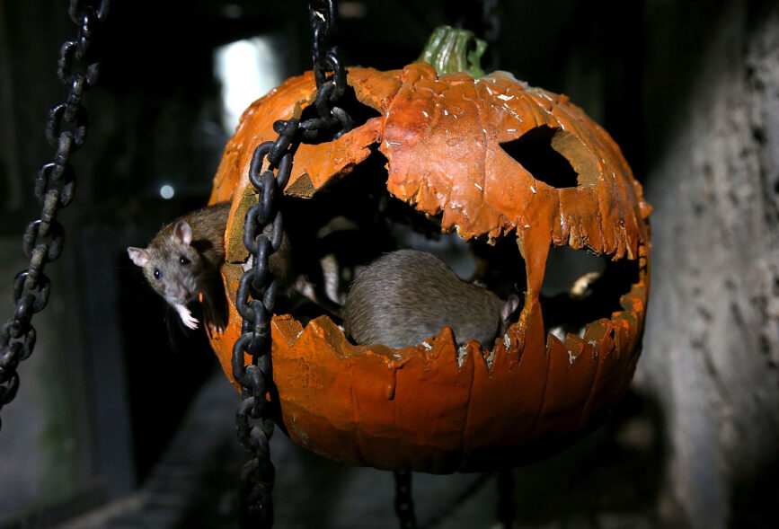 PolishExpress's tweet image. Hej Twitter! Plaga szczurów w Wielkiej Brytanii Coraz więcej miast w Wielkiej Brytanii ma ogromny problem. Zalegające na ulicach śmieci powodują, że plaga szczurów w UK staje się faktem. Jakie zagrożenia niesie to za sobą? polishexpress.eu/plaga-szczurow…