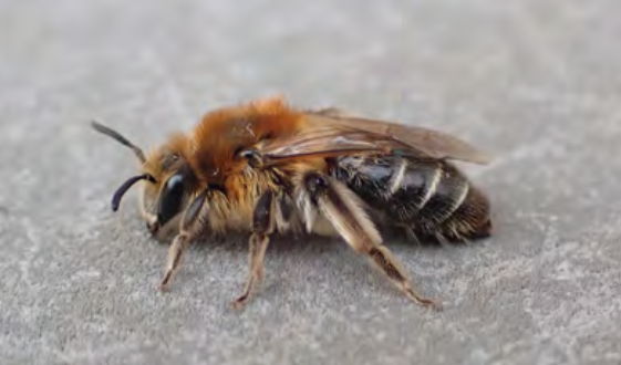 Volume 40 - Brian Murray reports the results of a 2023 survey of the bees and aculeate wasps from Glending Wood, Co. Wicklow. For subscription details: irishnaturalistsjournal.org