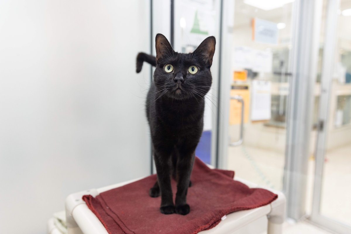 ASPCA's tweet image. Today is National #MakeaFriend day, and we have a wonderful lineup of fabulous black cats hoping to make your acquaintance! Learn how you can take home sweet Minnie, loveable Betta, social Simi, or amazing bonded pair Fjord &amp;amp; Krill here: bit.ly/3Ez2Mtb